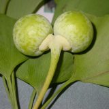 Photo of a Ginkgo plant