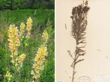 photo and specimen of the yellow flowers and greenery of yellow toadflax