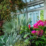 Hawaiian flora in the Conservatory.