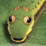 Photo of a Spicebush Swallowtail caterpillar