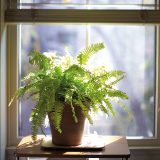 Photo of a Boston Fern near a window