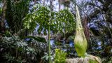 The Corpse Flower in the Conservatory.