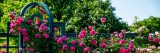 Rose Garden
