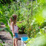 Little girl picking tomatoes off the vine at the Edible Academy