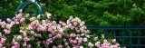 Photo of pink roses in the Rose Garden