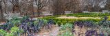Photo of the Barnsley Beds at NYBG