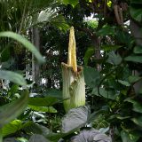 The Corpse Flower beginning to bloom.
