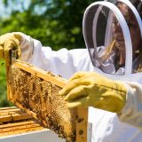 Annie in a bee suit taking out a tray of honey