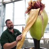 A NYBG staff member with a Corpse Flower