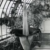 A black and white image of a Corpse flower
