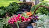 Basket of summer vegetables