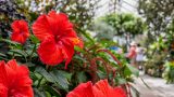 Georgia Hibiscus