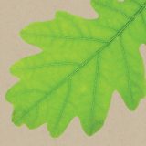 A leaf on a brown background.