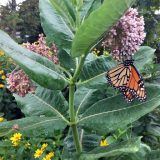 A butterfly on a milkweed