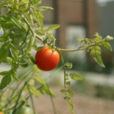 A tomato growing on a vine.