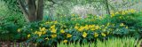 Image of yellow flowers in a garden for Margaret Roach Winter Lecture Series