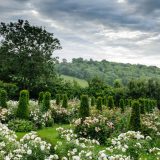 Image of rose garden from Jinny Blom for WInter Lecture Series