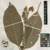 Lobelia Herbarium