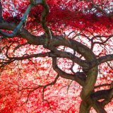 Image of a Japanese Maple Tree