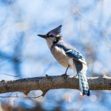 A bluejay on a branch in fall.