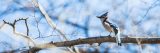 A bluejay on a branch in fall.