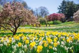 Visitors walking by the yellow and white daffodils on Daffodil Hill