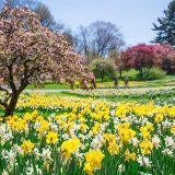 Yellow and white daffodils with pink trees in the background