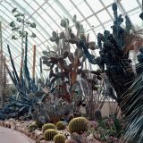 An image of various cacti in the Deserts of the Americas Gallery