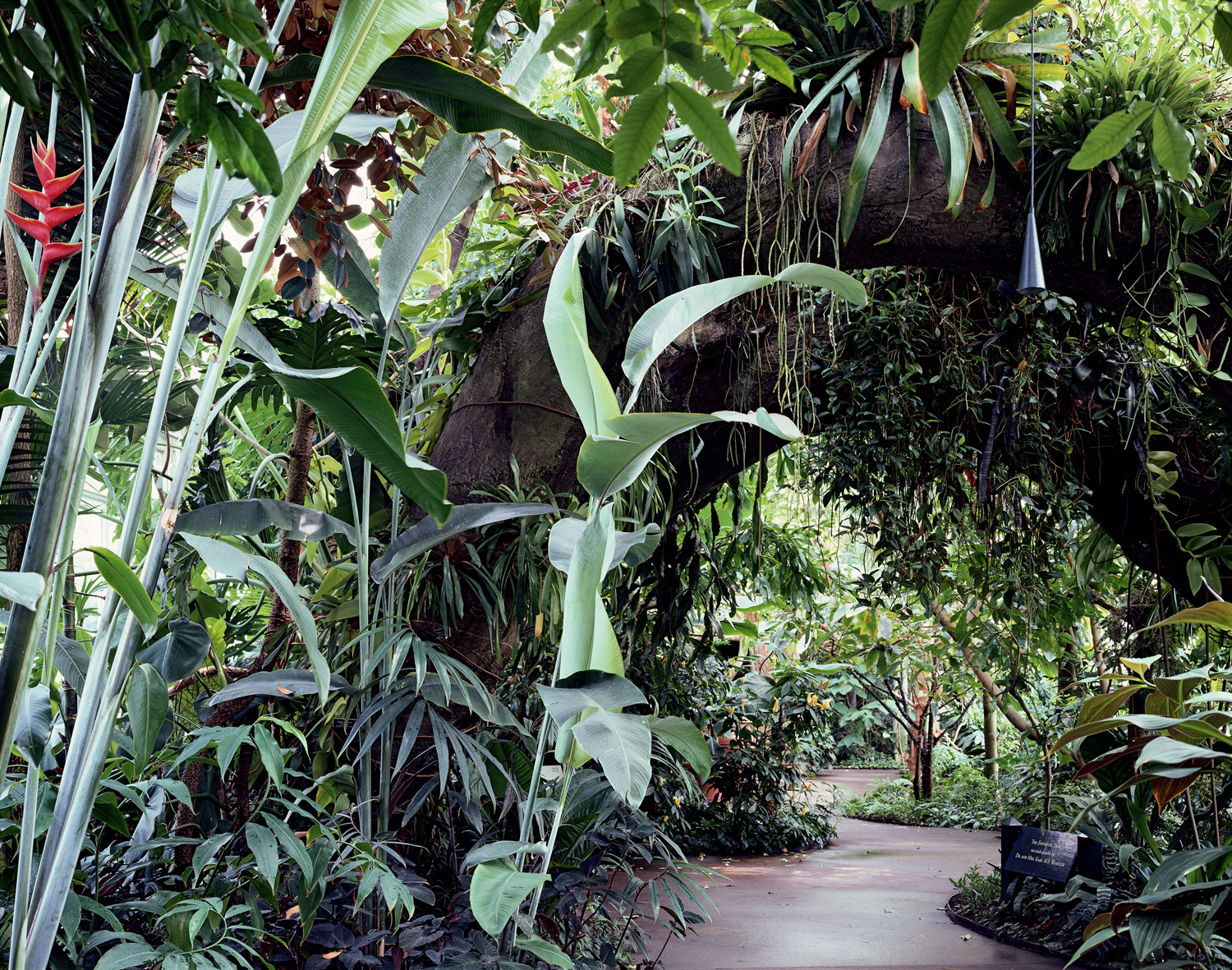 Lowland Tropical Rain Forest Gallery in Conservatory