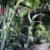 A walkway surrounded by trees and plants in the Lowland Rain Forest Gallery