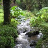 A small waterfall in the woods.