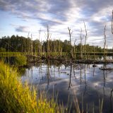 Extraordinary Wetland Management