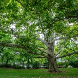 A large tree branching out