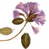 A herbarium specimen of a rhododendron.