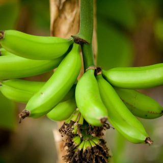 Two bunches of green bananas on a brown thin tree