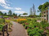 Image of a walkway lined with plants in the Royce Family Meadow Garden