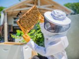 A beekeeper observing bees on a beehive in the Solomon Family Apiary