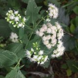 Image of a white snakeroot flower