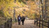 Photo of a couple walking in the forest