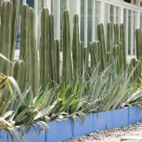 Image of cacti from Frida Kahlo's garden