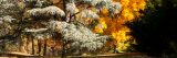 Trees in the Ross Conifer Arboretum in fall.