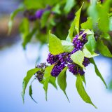 A bunch of purple berries.