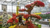 A large display of Kiku in the Nolen Greenhouses.