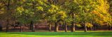 Photo of trees in fall on a green lawn