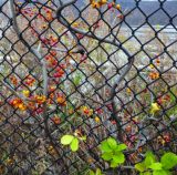 Photo of a Bittersweet Plant growing through a fence