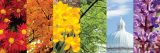 Rainbow image of flowers