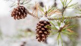 Photo of snowy pinecones