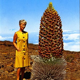 Photo of a tourist standing next to Hawaiian silversword