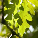 close up of green oak leaves