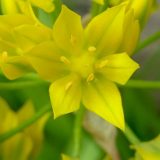 Close up image of a green flower